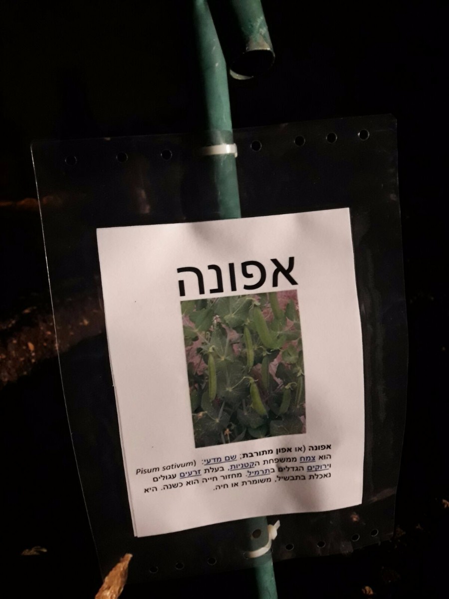 הקמת הגינה 2017