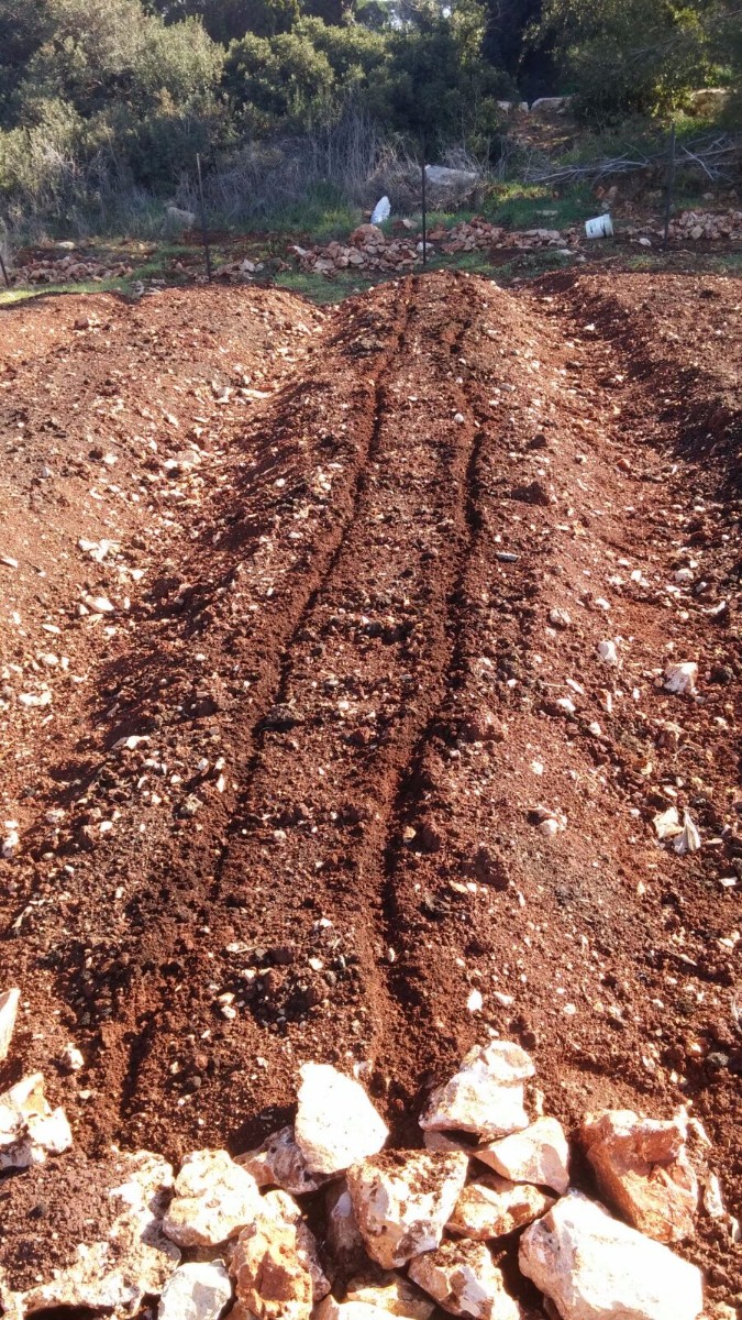 הקמת הגינה 2017