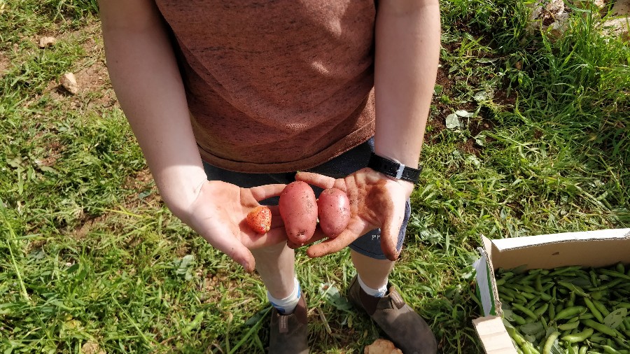 תות שדה ראשון ותפוחי אדמה